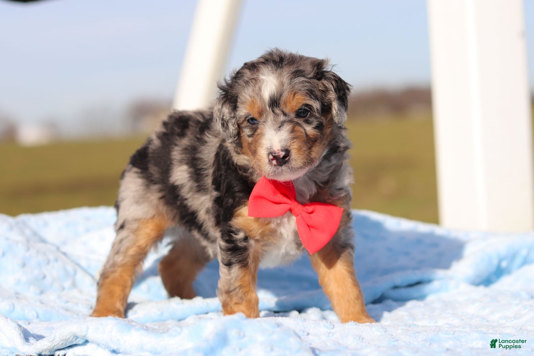 Mini Bernedoodle dogs for sale: Edison - Ad 4