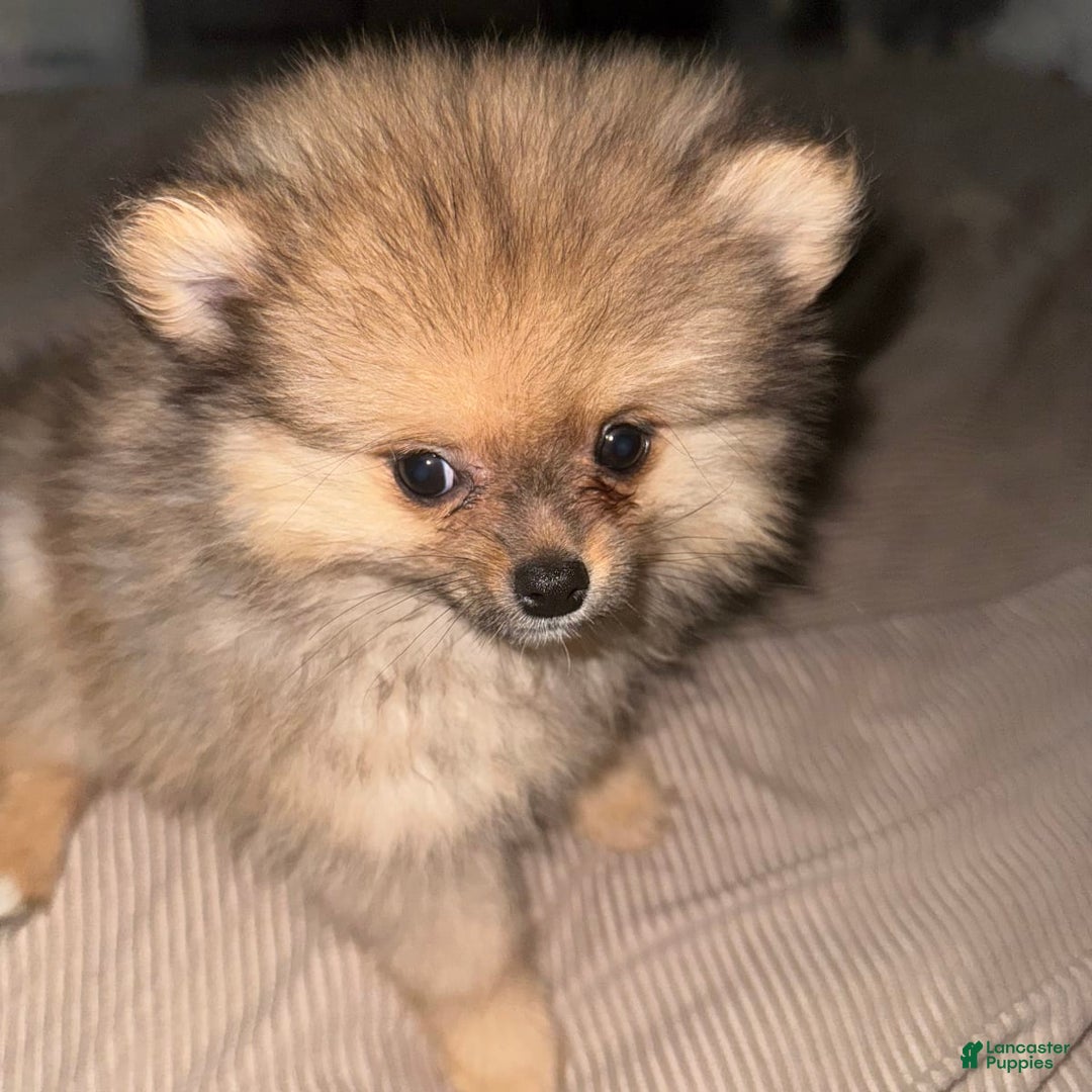 Gallery Image {{count}}