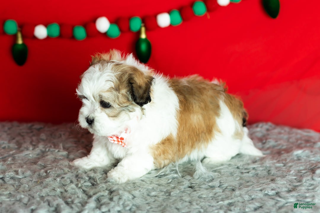 Teddy Bear dogs for sale: milo - Ad 2