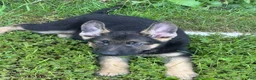 German Shepherd dogs for sale: German Shepherd 1 - Ad 1