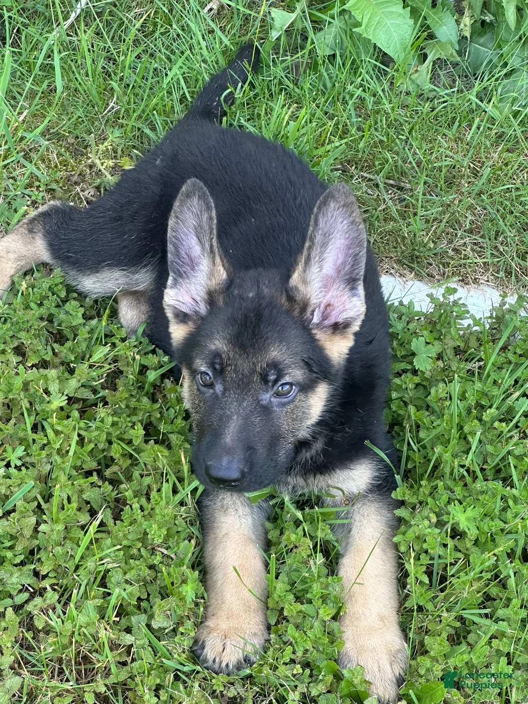 German Shepherd dogs for sale: German Shepherd 1 - Ad 1