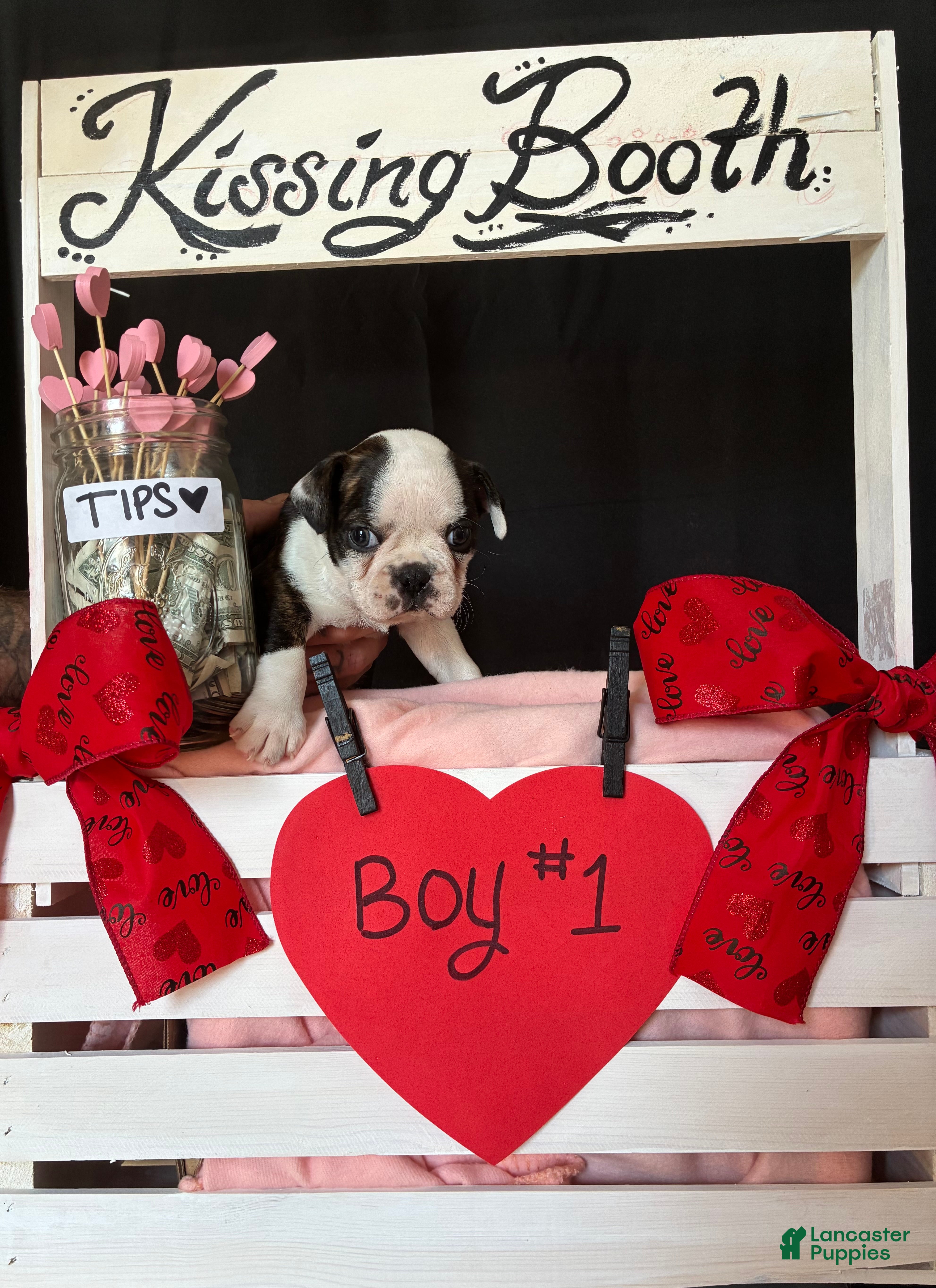 Boston Terrier dogs Boston Terrier Puppy 1 - Ad 3