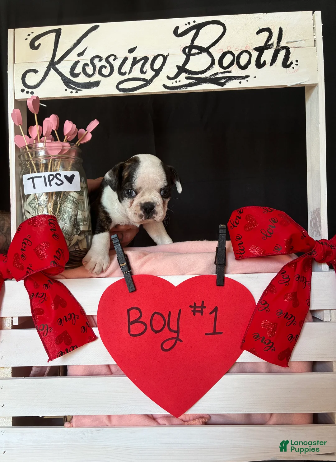 Boston Terrier dogs for sale: Boston Terrier Puppy 1 - Ad 1