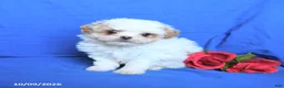 Shihpoo dogs for sale: Cody - Ad 3