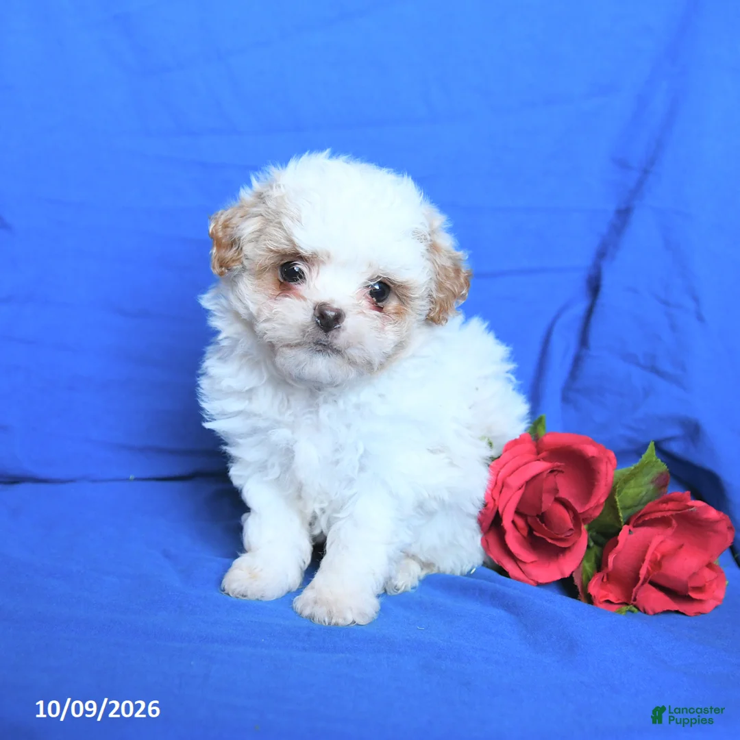 Shihpoo dogs for sale: Cody - Ad 3