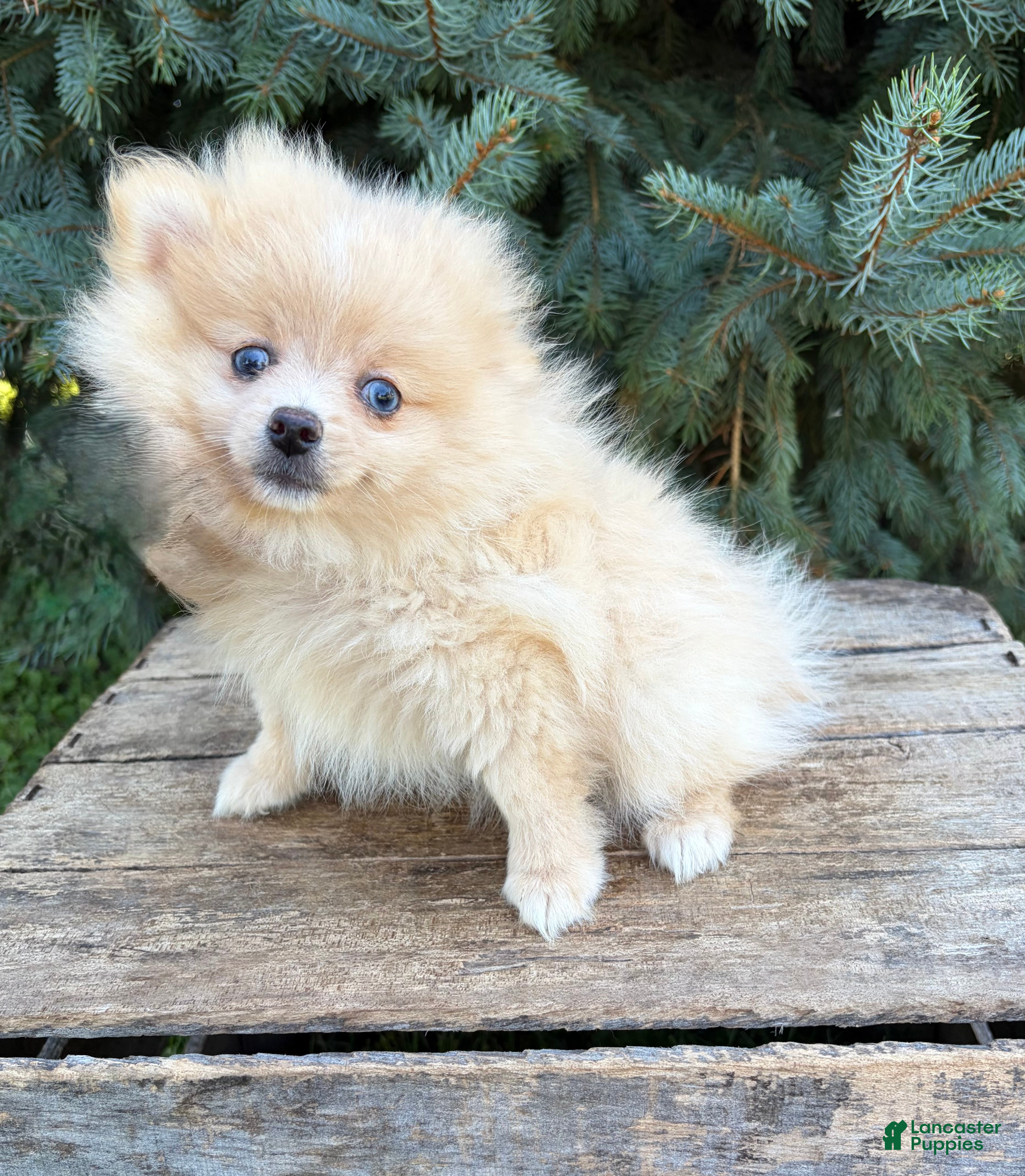 Pomeranian dogs Foxy - Ad 1