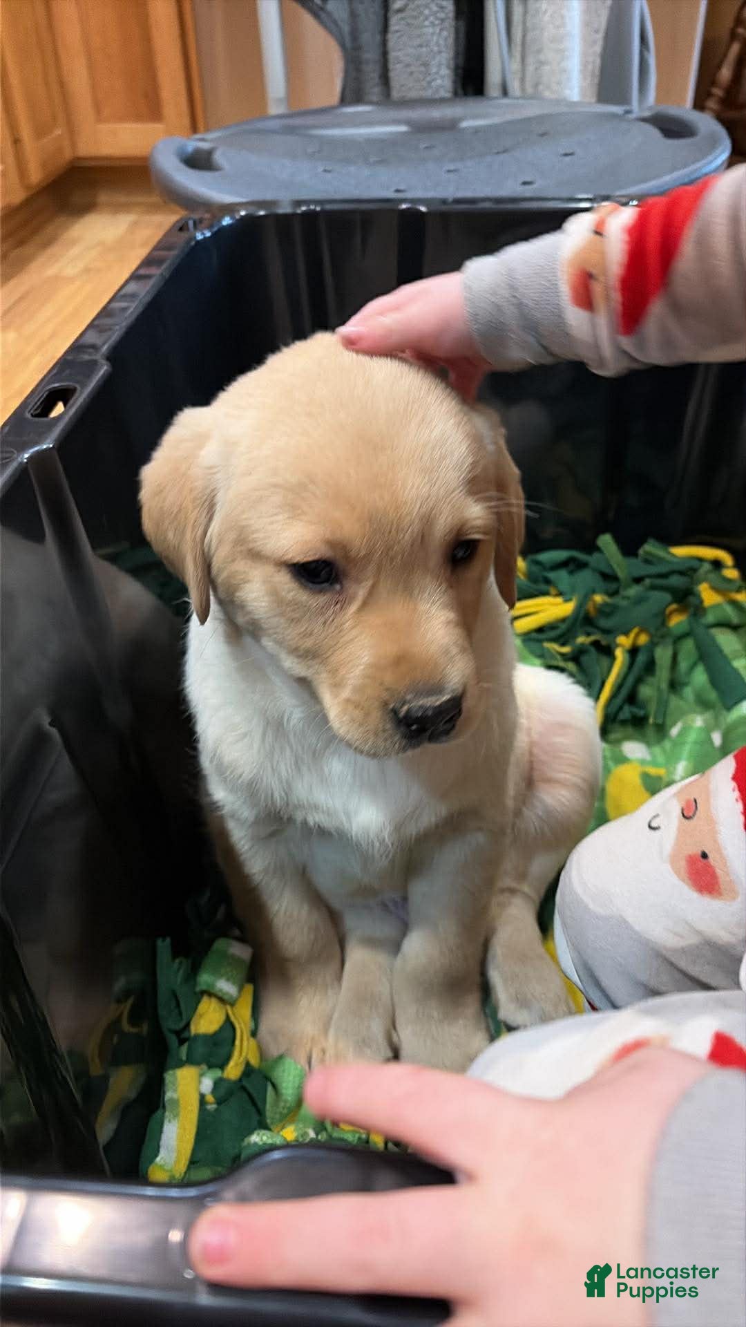 Labrador Retriever dogs  Puppy 2 - Ad 26