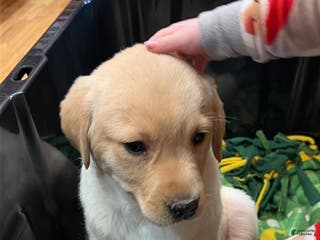 Labrador Retriever dogs Puppy 2 - Ad 34