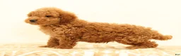 Mini Goldendoodle dogs for sale: Logan - Ad 5