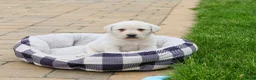 Labrador Retriever dogs for sale: Captain  - Ad 2