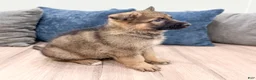 German Shepherd dogs for sale: Kenny - Ad 3
