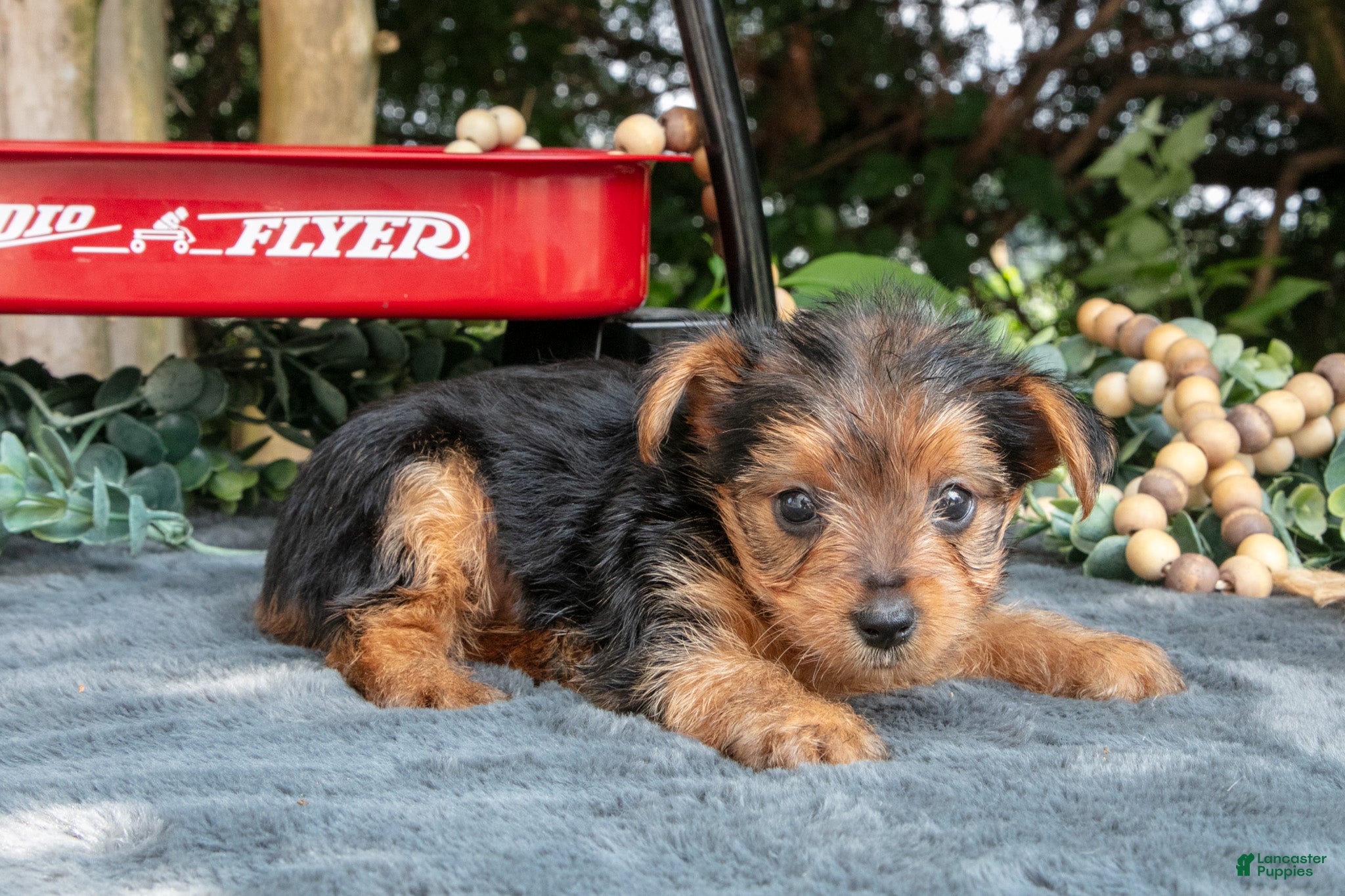 Yorkshire Terrier dogs for sale: Lilac - Ad 1