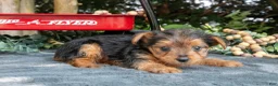 Yorkshire Terrier dogs for sale: Lilac - Ad 1