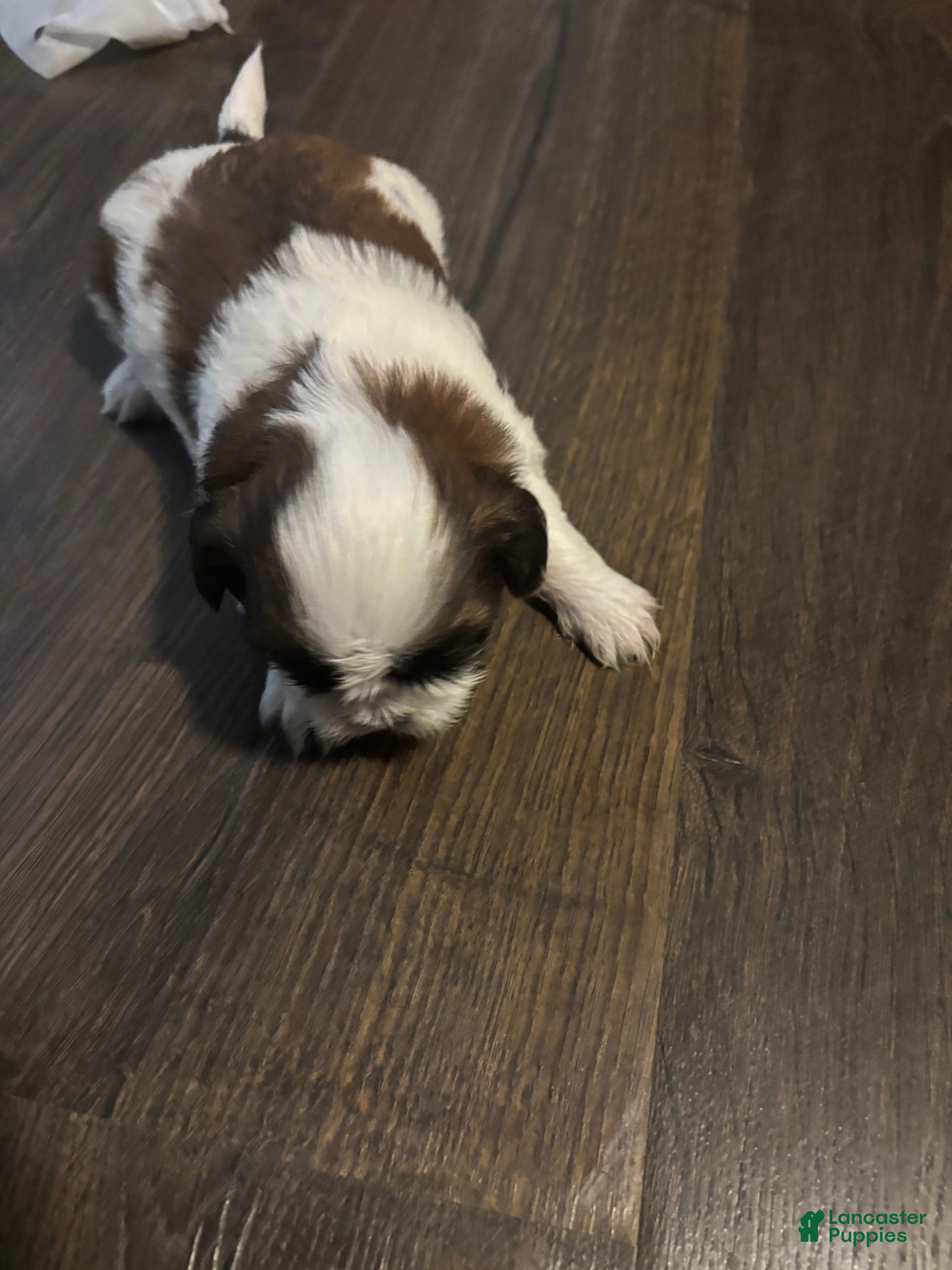 Shih Tzu dogs for sale: Milo - Ad 4