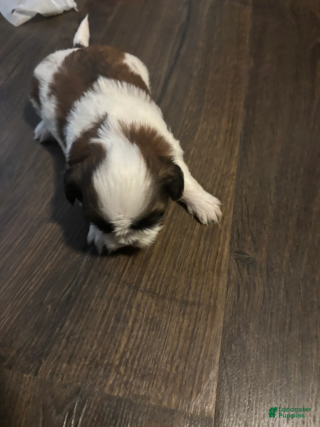 Shih Tzu dogs for sale: Milo - Ad 1