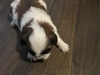 Shih Tzu dogs for sale: Milo - Ad 4