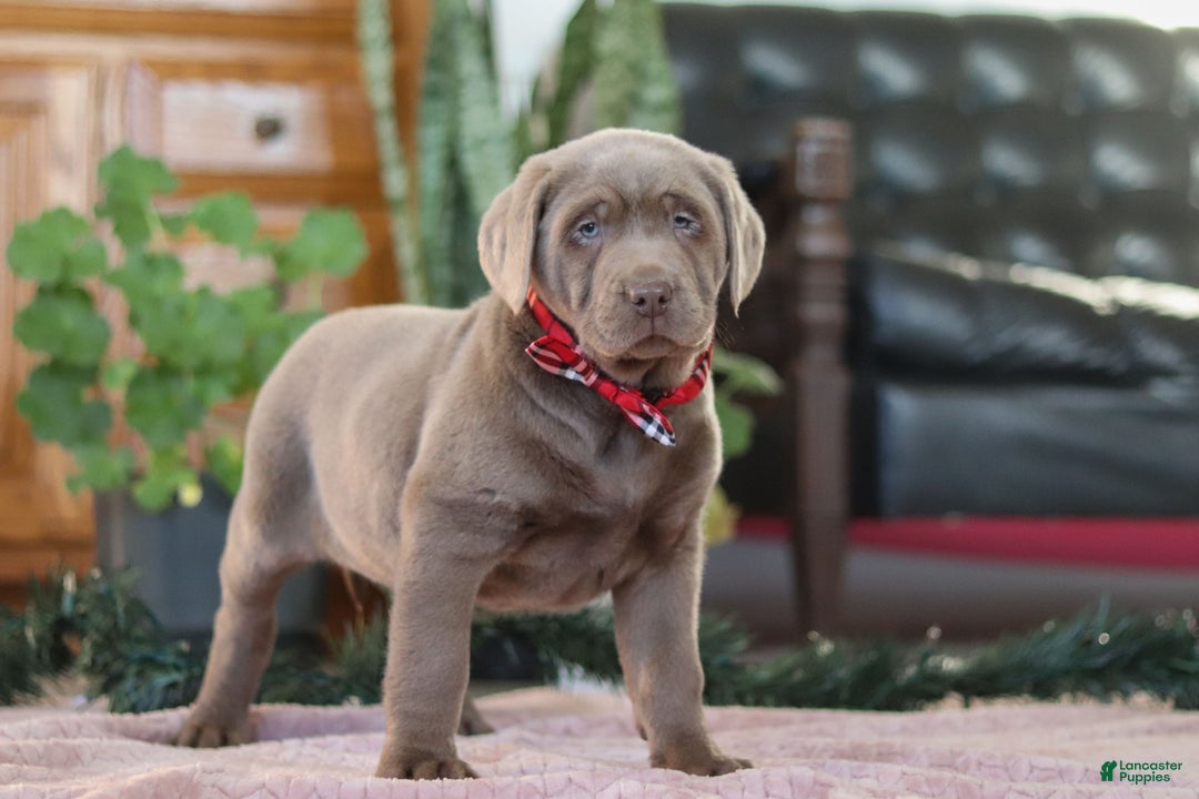 Labrador Retriever dogs for sale: Rudulf - Ad 4