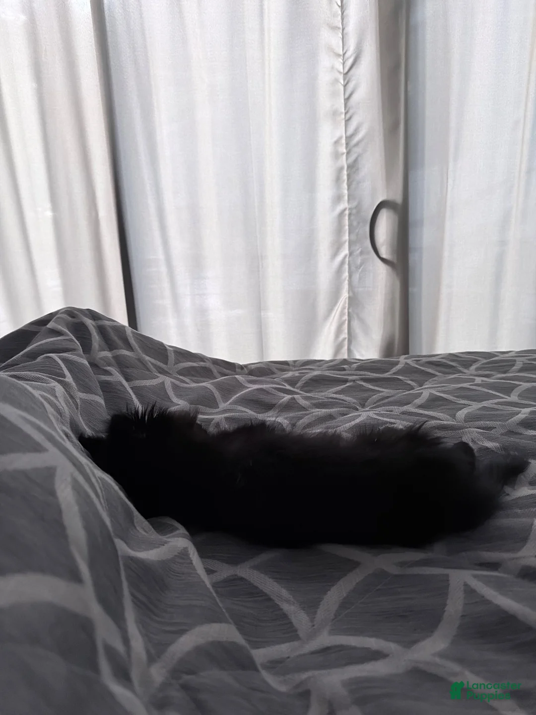 Pomeranian dogs for sale: Pomeranian 1 - Ad 2