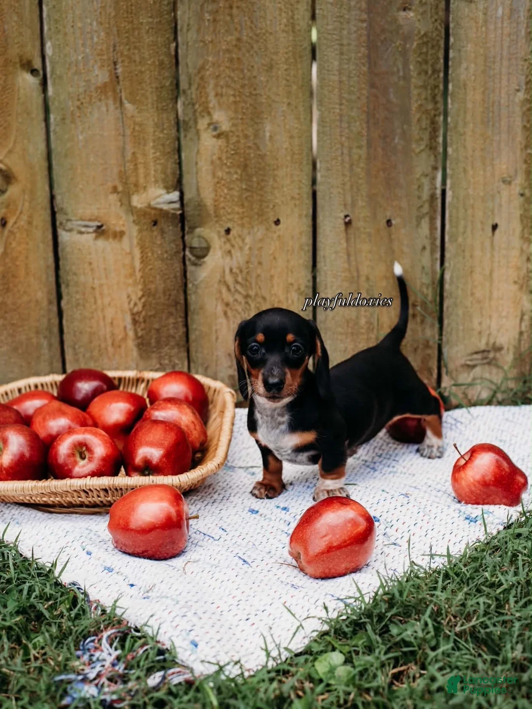 Miniature Dachshund dogs for sale: DNA Clear Black & Tan Piebald Smooth Coat Dachshund Puppy - Ad 2