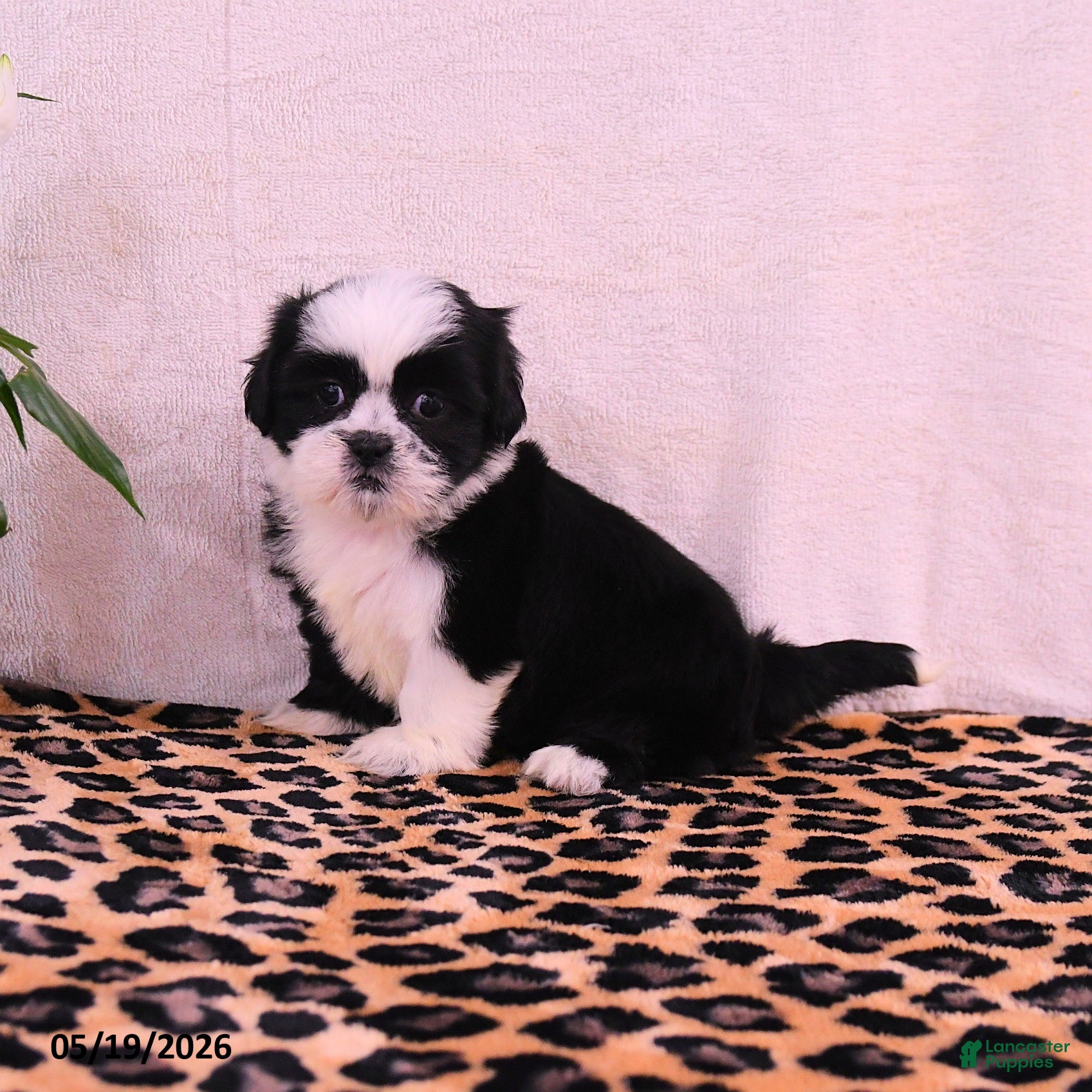 Shih Tzu dogs Starla - Ad 1