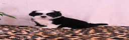 Shih Tzu dogs for sale: Starla - Ad 1