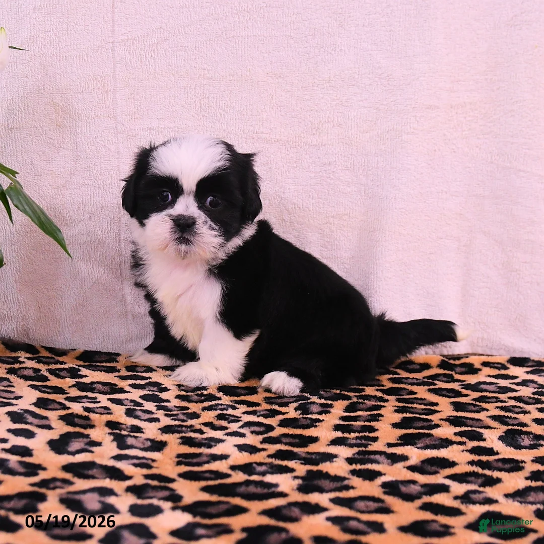 Shih Tzu dogs for sale: Starla - Ad 1
