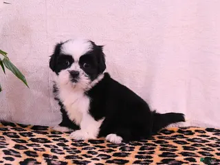 Shih Tzu dogs for sale: Starla - Ad 4