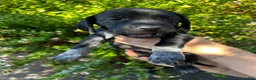 Mixed Breed dogs for sale: Red - Ad 31