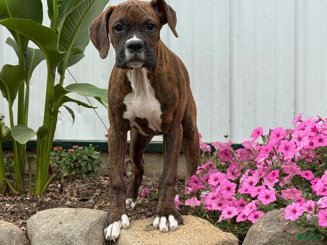 Gallery Image {{count}}