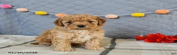 Cavapoo dogs for sale: Irresistible - Ad 1