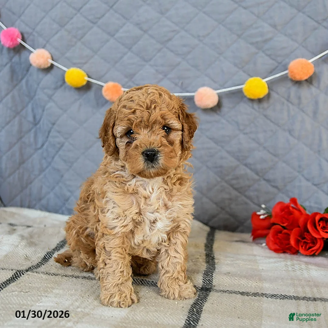 Cavapoo dogs for sale: Irresistible - Ad 1
