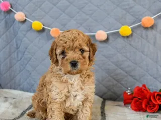 Cavapoo dogs Irresistible - Ad 20