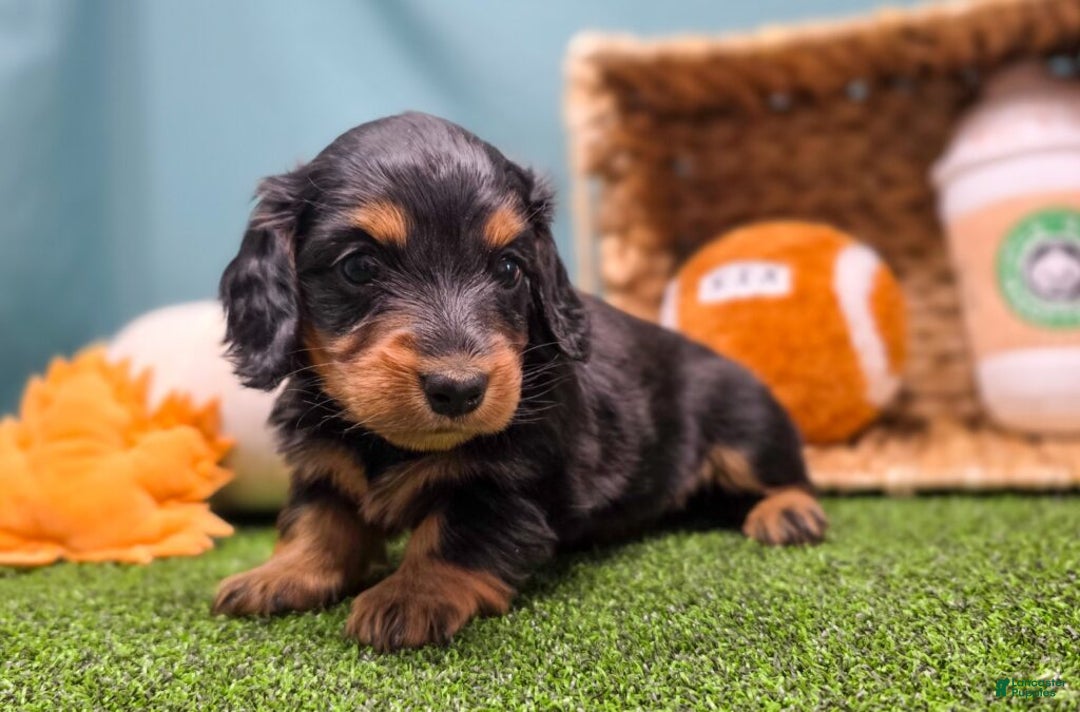 Dachshund dogs for sale: Annie - Ad 3