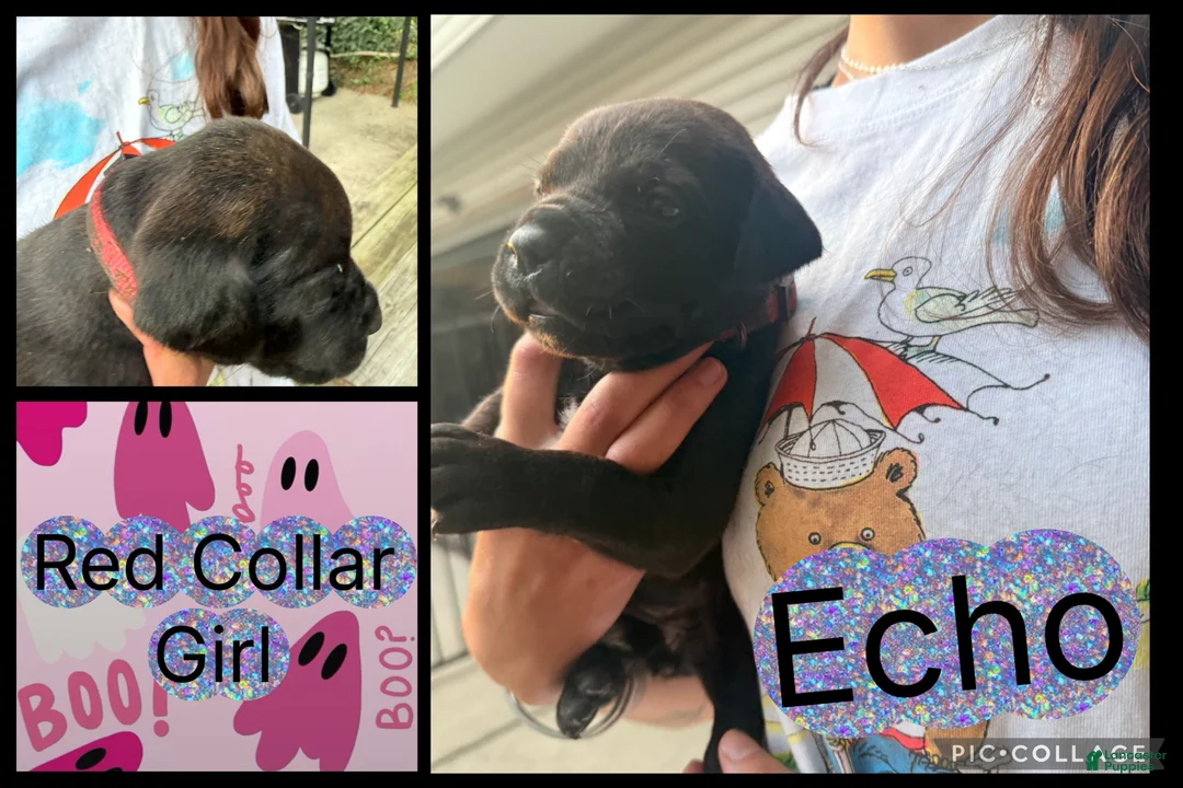 Cane Corso dogs for sale: Echo  - Ad 1