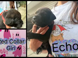 Cane Corso dogs Echo - Ad 15