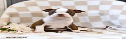 Boston Terrier dogs for sale: Jill - Ad 3