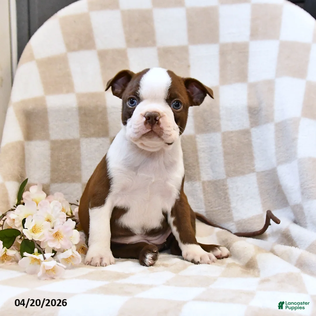 Boston Terrier dogs for sale: Jill - Ad 3