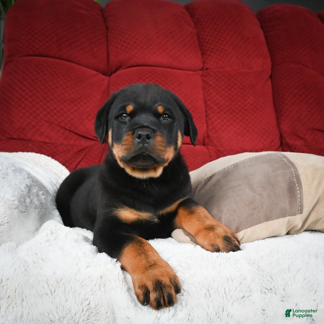 Rottweiler dogs for sale: Griffin / Mocha – Santos Ad-Dirah - Ad 15