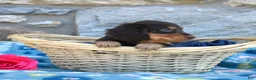 Miniature Dachshund dogs for sale: Oliver  - Ad 3
