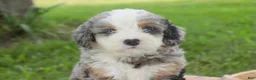Mini Bernedoodle dogs for sale: Mingo Mini Bernedoodle  - Ad 6