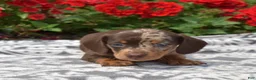 Miniature Dachshund dogs for sale: Stella  - Ad 5