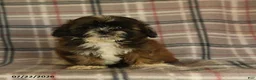 Mixed Breed dogs for sale: Uma - Ad 1