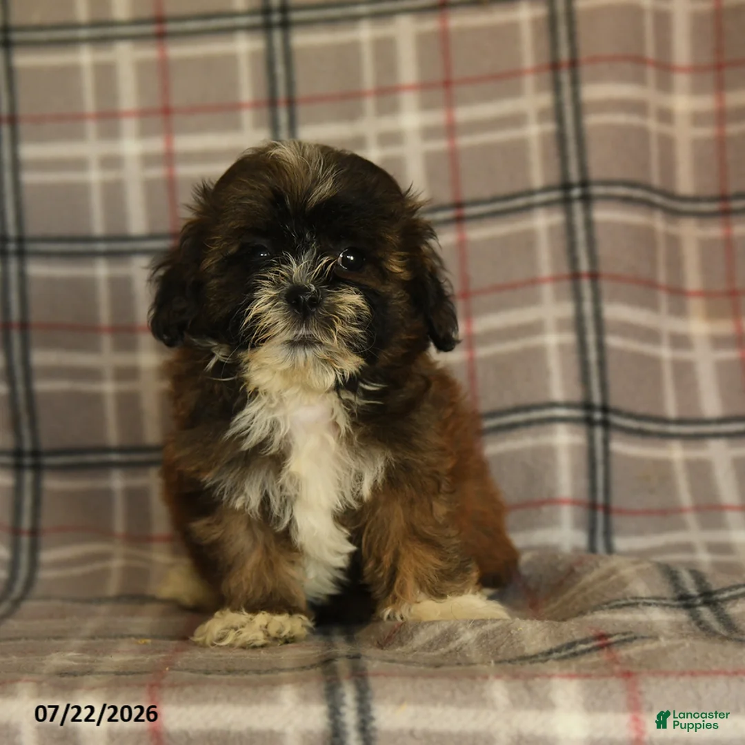 Mixed Breed dogs for sale: Uma - Ad 1