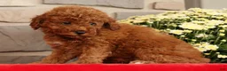 Mini Goldendoodle dogs for sale: Banjo - Ad 5