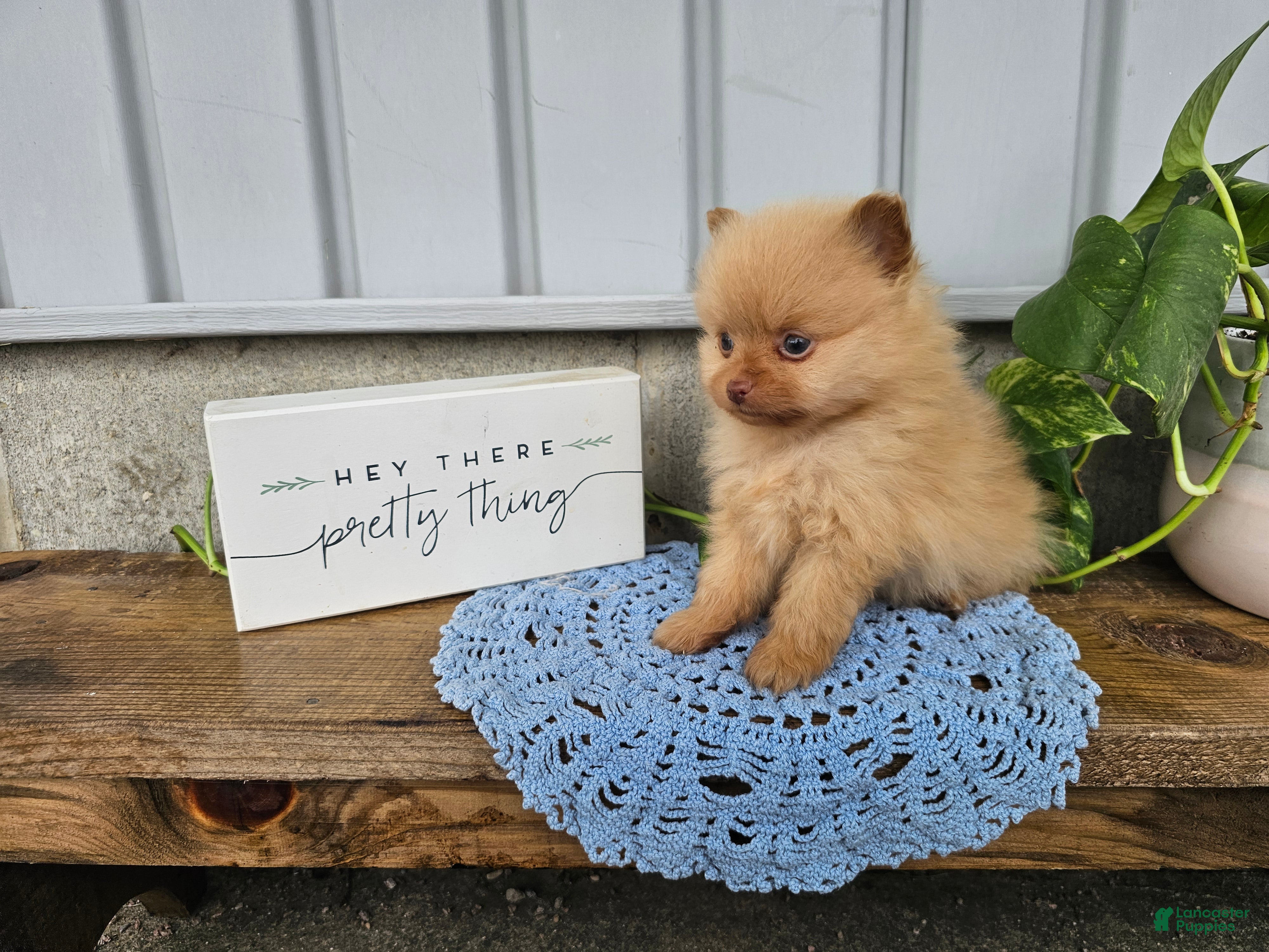 Pomeranian dogs Marvin - Ad 2