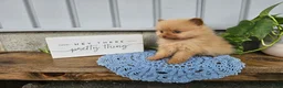Pomeranian dogs for sale: Marvin - Ad 2