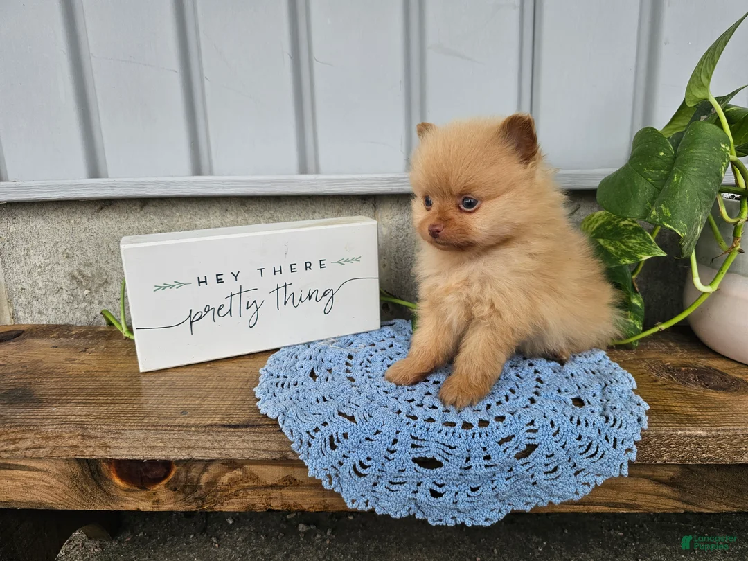 Pomeranian dogs for sale: Marvin - Ad 2