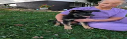 German Shepherd dogs for sale: Mati - Ad 9