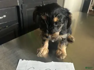 Mixed Breed dogs Mixed Breed Puppy 4 - Ad 17