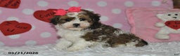 Lhasapoo dogs for sale: Blossom - Ad 2